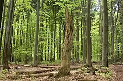 Selský les