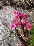 Sempervivum arachnoideum