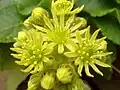 Netřesk brvitý (S. ciliosum)