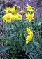 Senecio rupestris