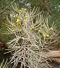 Senna artemisioides
