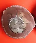 Septárie z Heřmánkovic u Broumova, Královéhradecký kraj, ČR. Velikost 5 cm