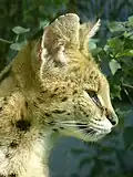 Serval