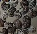 Detail semínek máku setého