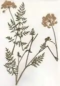 Herbář