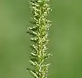 Mnohočetné přesleny květů béru (Setaria verticillata)