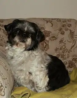 Shih-tzu