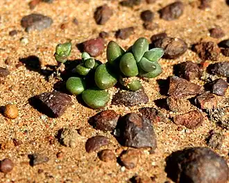 Dudleja