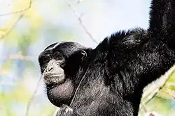 Siamang využívá hrdelní vak k zesilování vydávaných zvuků