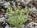 Sideritis mugronensis