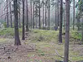Slezské valy v Dolnoslezském boru