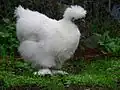 Kur domácí má i mnoho okrasných plemen, jako např. hedvábička