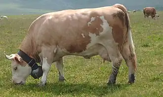 pasoucí se kráva simentálského skotu