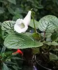 Sinningia eumorpha, druh opylovaný včelami