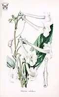 Sinningia tubiflora, druh opylovaný můrami