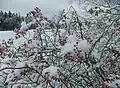 Šípky růže mnohokvěté (Rosa multiflora) jsou drobné