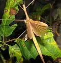Sipyloidea sipylus