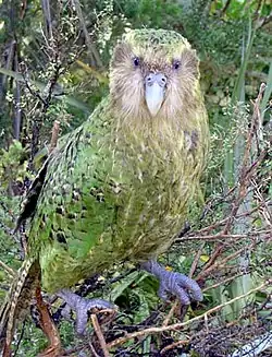 Kakapo soví