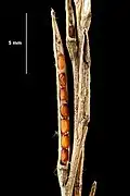 Částečně otevřená šešule hulevníku lékařského (Sisymbrium officinale)