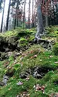 Skalní vegetace