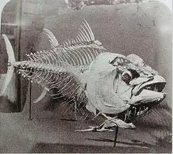 Lewis Carroll: Kostra ryby z ostrova Madeira, 1857