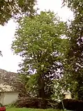 Skrýchovský klen
