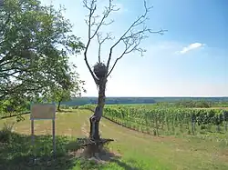 Vinice
