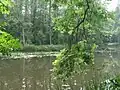 Pohled na hladinu skrze větvě jasanu