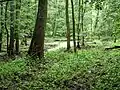 Lužní les s tůněmi pokrytými okřehkem