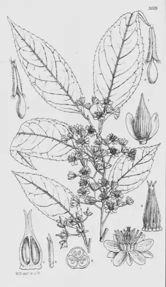 Sladenia celastrifolia
