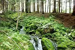 Slavonický potok pod rybníkem Vožralý