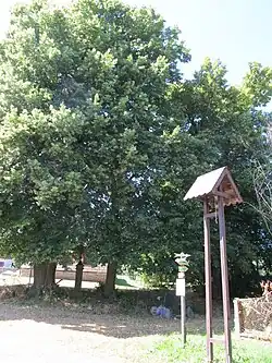 Sluhovské lípy