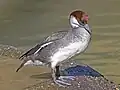 Samice v Sylvan Heights Waterfowl Park