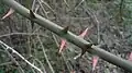 Trny na větévce přestupu štíhlého (Smilax excelsa)