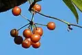 Plodenství Smilax fluminensis