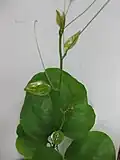 Úponky přestupu Smilax rotundifolia, vzniklé z palistů