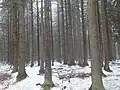 Smrčiny lemujícího pásu bez viditelného bylinného nebo křovinného patra