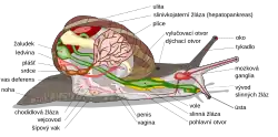 Schéma anatomie plicnatého plže - hlemýžď kropenatý