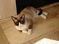 Snowshoe