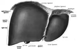 Přední plocha jater s vazy, věncový vaz = coronary ligament
