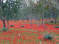 Vegetace sasanky věncové (lat. Anemone coronaria) v lese poblíž vesnice Šokeda
