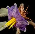 Silně ostnitý kalich lilku Solanum gilesii