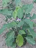 Rostlina