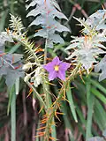 Solanum pyracanthos
