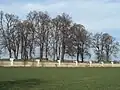 Stromy v areálu hřbitova