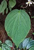 List S. wallichii