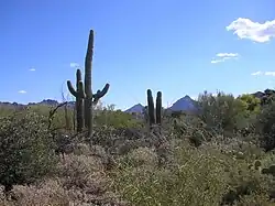 husté křoví s vystupujícími kaktusy saguaro