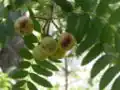 Jeřáb oskeruše (Sorbus domestica)