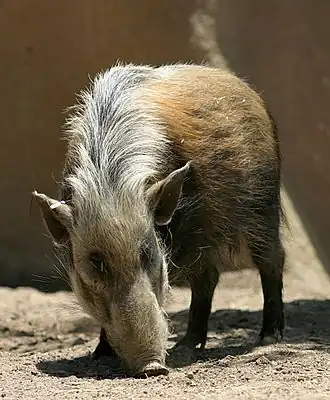 alternativní popis obrázku chybí