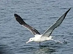 Sněhobílý albatros s tmavými křídly jak letí těsně nad hladinou moře s levou zadní nohou ponořenou těsně pod hladinou